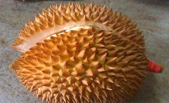 Chọn sầu riêng gai dài hay gai ngắn? Người trồng chỉ bạn 3 cách chọn sầu ngọt và nhiều thịt - Ảnh 3.