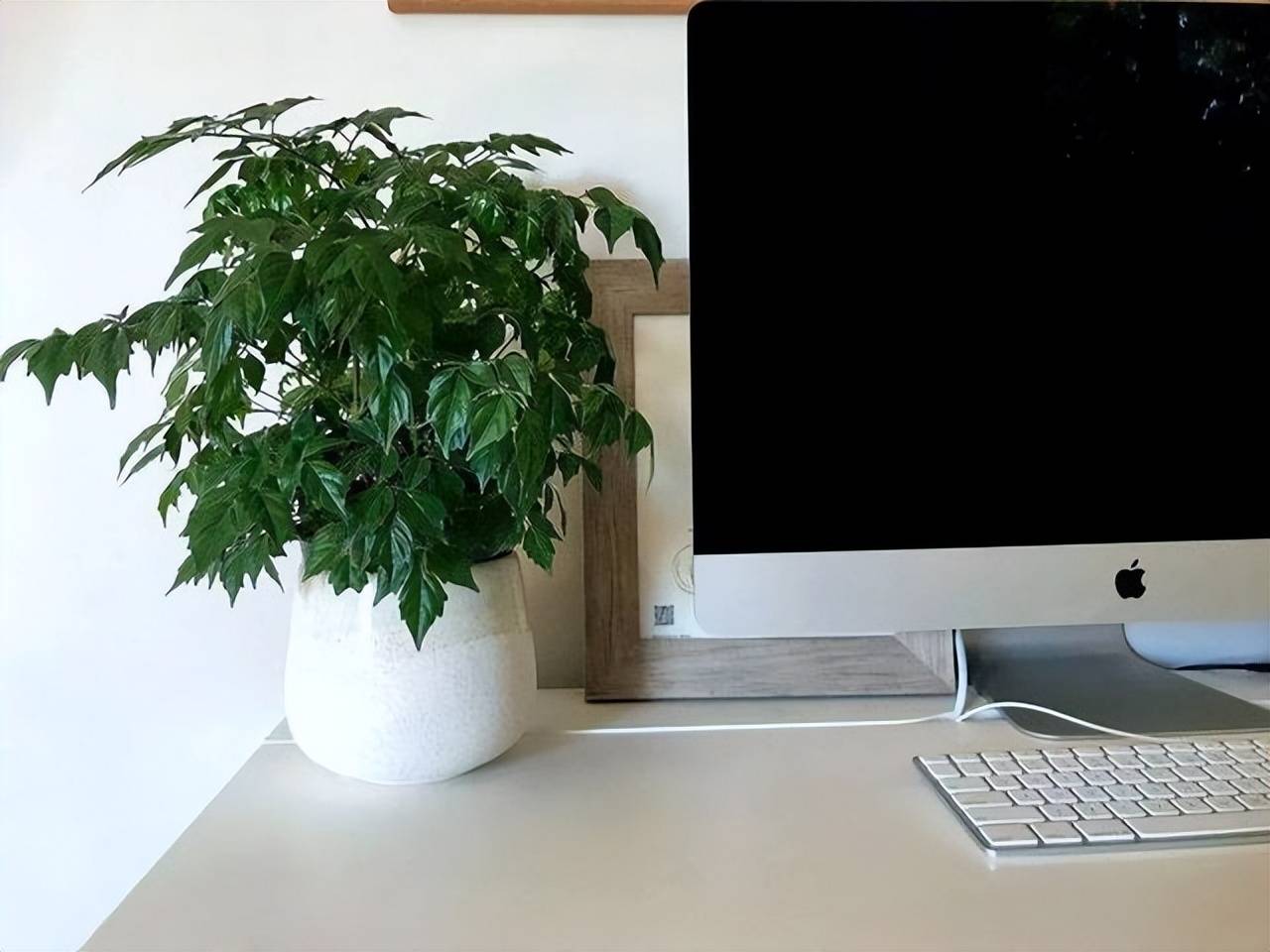 Tháng 6, 5 cây cảnh bừng bừng sức sống, cho "ăn" no đủ là phát triển như vũ bão - Ảnh 5.