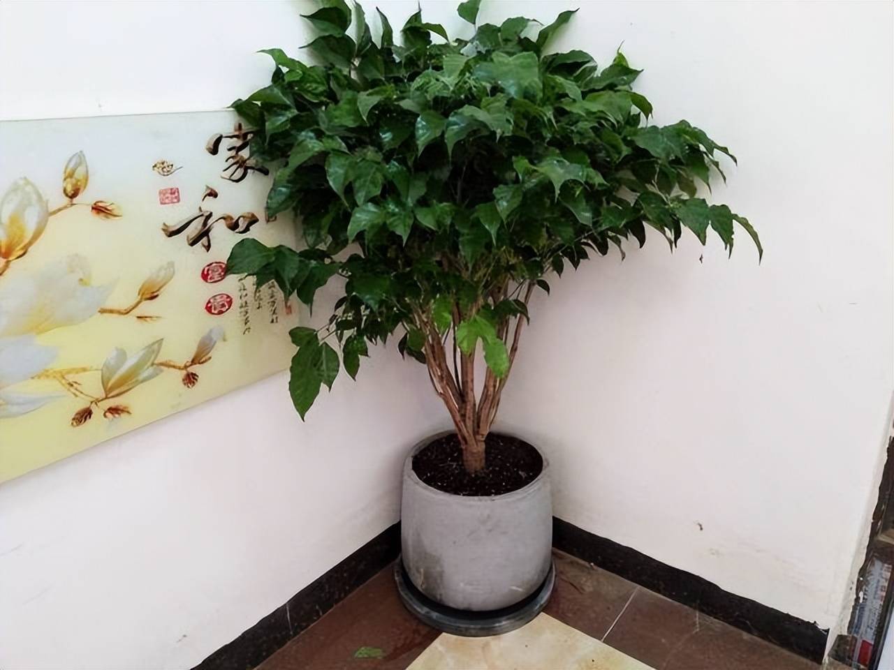 Tháng 6, 5 cây cảnh bừng bừng sức sống, cho "ăn" no đủ là phát triển như vũ bão - Ảnh 6.