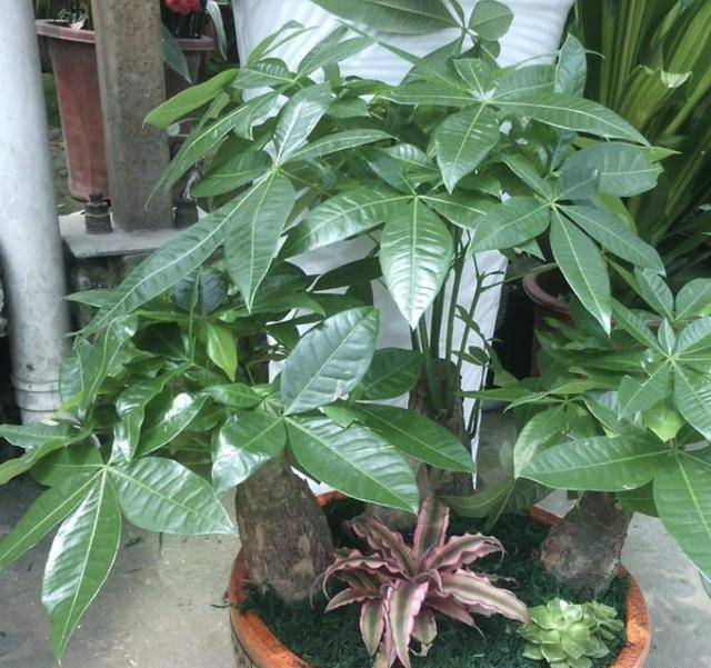 Tháng 6, 5 cây cảnh bừng bừng sức sống, cho "ăn" no đủ là phát triển như vũ bão - Ảnh 10.