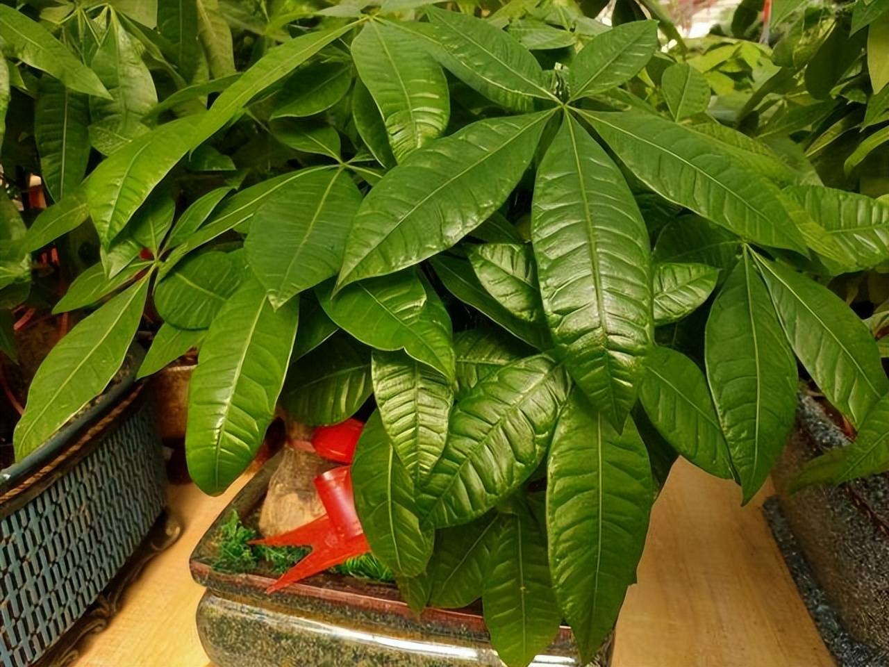 Tháng 6, 5 cây cảnh bừng bừng sức sống, cho "ăn" no đủ là phát triển như vũ bão - Ảnh 9.