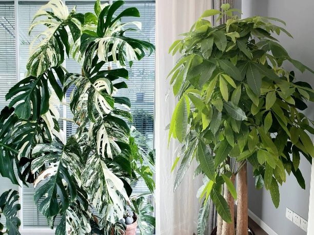 Tháng 6, 5 cây cảnh bừng bừng sức sống, cho "ăn" no đủ là phát triển như vũ bão - Ảnh 11.