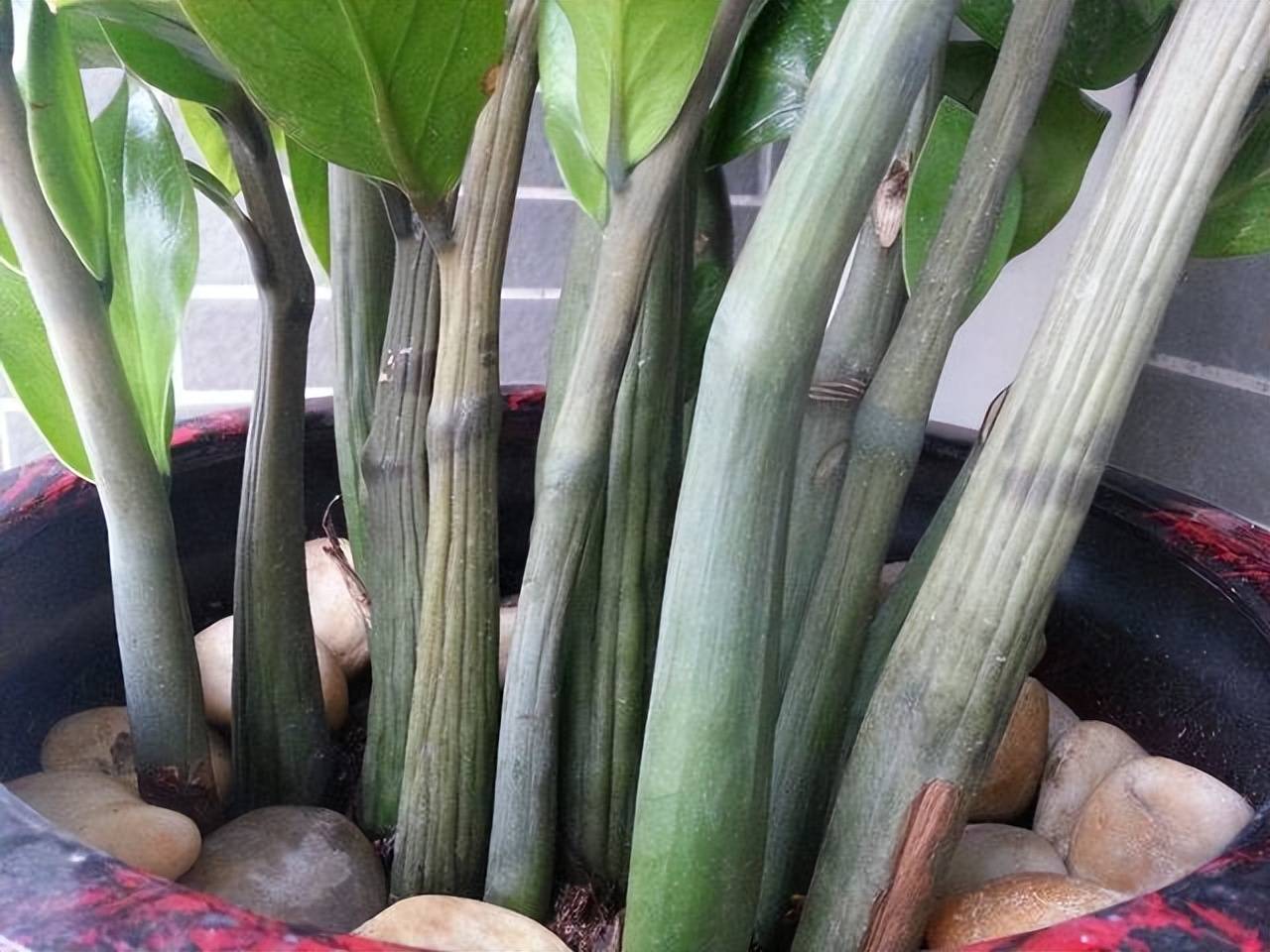 Tháng 6, 5 cây cảnh bừng bừng sức sống, cho "ăn" no đủ là phát triển như vũ bão - Ảnh 7.