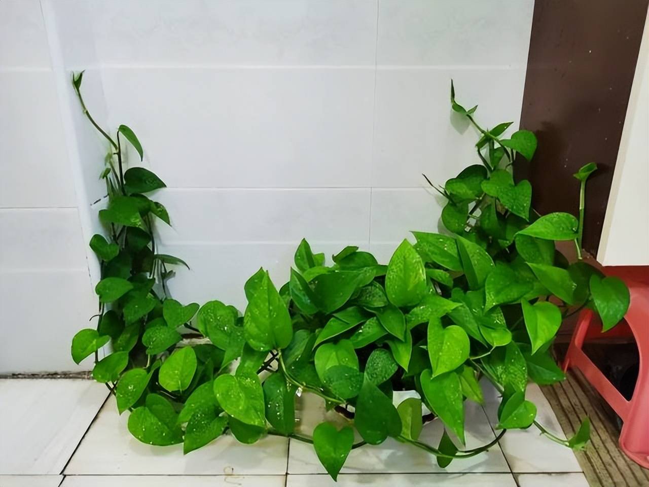 Tháng 6, 5 cây cảnh bừng bừng sức sống, cho "ăn" no đủ là phát triển như vũ bão - Ảnh 1.