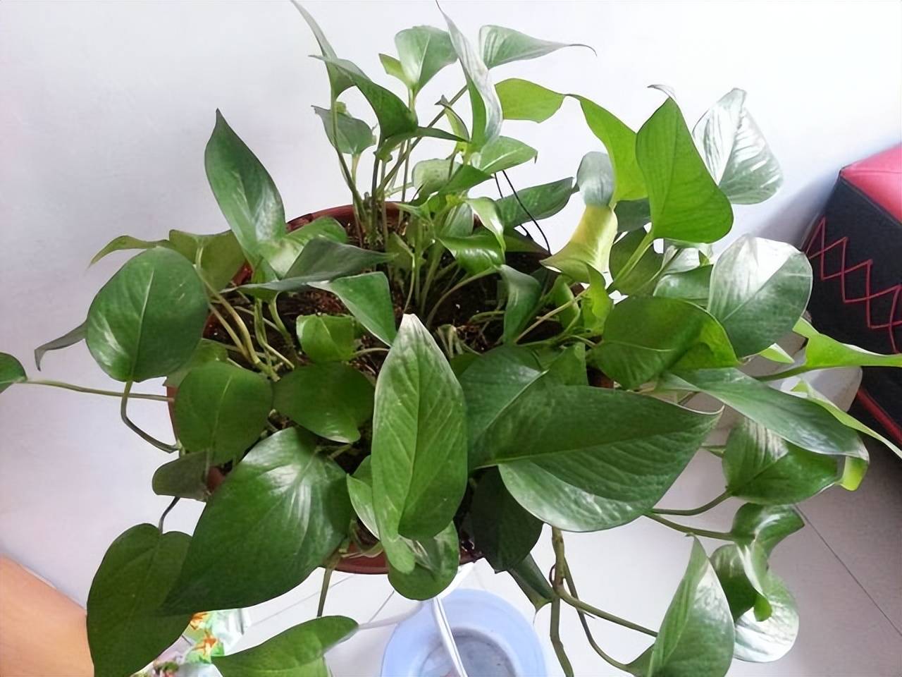 Tháng 6, 5 cây cảnh bừng bừng sức sống, cho "ăn" no đủ là phát triển như vũ bão - Ảnh 2.