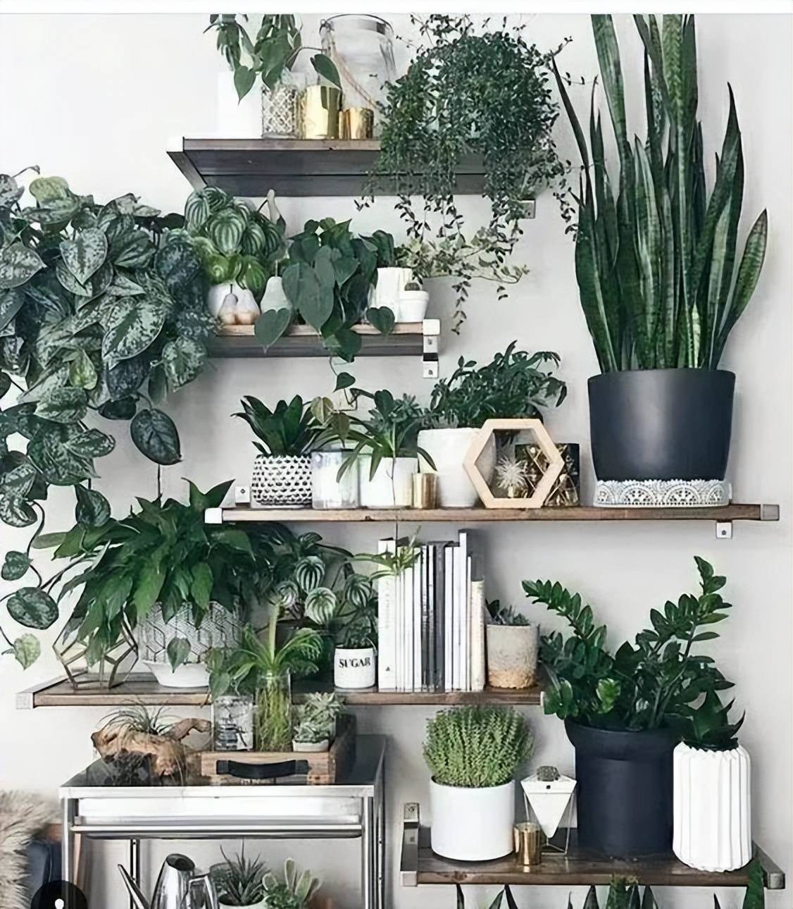 Tự chế phân bón cho cây cảnh, không tốn 1 xu, đạm, lân, kali đều dễ kiếm - Ảnh 5.