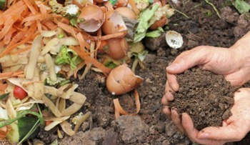 Tự chế phân bón cho cây cảnh, không tốn 1 xu, đạm, lân, kali đều dễ kiếm - Ảnh 3.