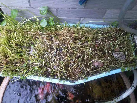 4 cây cảnh phải "cạo đầu, đập nồi" trong mùa hè mới có thể xanh tốt, nở hoa rực rỡ - Ảnh 2.