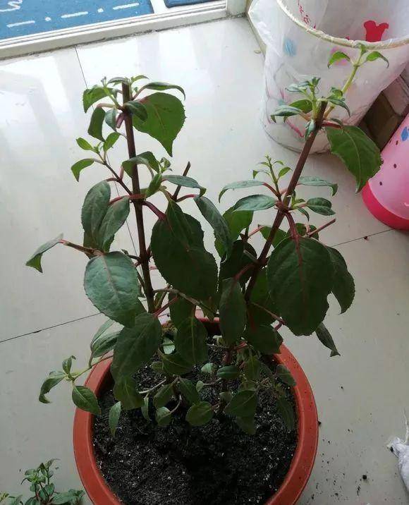 4 cây cảnh phải "cạo đầu, đập nồi" trong mùa hè mới có thể xanh tốt, nở hoa rực rỡ - Ảnh 8.