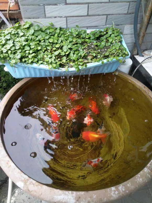 4 cây cảnh phải "cạo đầu, đập nồi" trong mùa hè mới có thể xanh tốt, nở hoa rực rỡ - Ảnh 3.