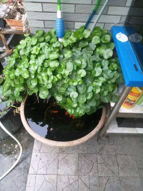 4 cây cảnh phải "cạo đầu, đập nồi" trong mùa hè mới có thể xanh tốt, nở hoa rực rỡ - Ảnh 1.