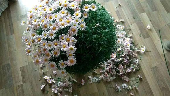 4 cây cảnh phải "cạo đầu, đập nồi" trong mùa hè mới có thể xanh tốt, nở hoa rực rỡ - Ảnh 4.