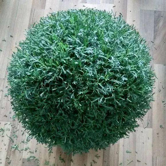 4 cây cảnh phải "cạo đầu, đập nồi" trong mùa hè mới có thể xanh tốt, nở hoa rực rỡ - Ảnh 6.