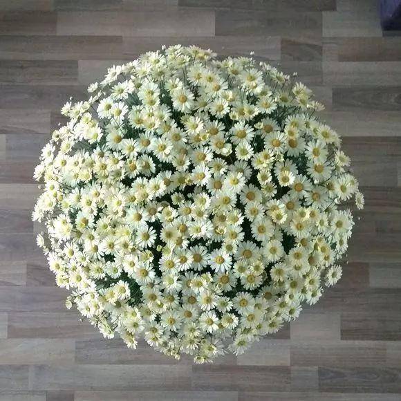 4 cây cảnh phải "cạo đầu, đập nồi" trong mùa hè mới có thể xanh tốt, nở hoa rực rỡ - Ảnh 7.