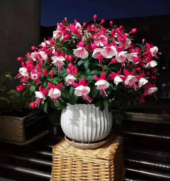 4 cây cảnh phải "cạo đầu, đập nồi" trong mùa hè mới có thể xanh tốt, nở hoa rực rỡ - Ảnh 9.