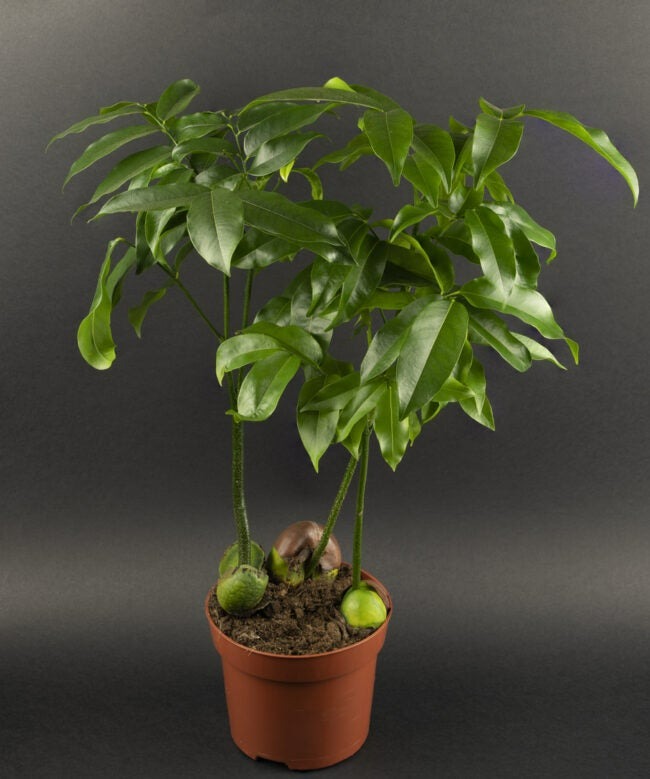 12 cây cảnh may mắn, chiêu tài, hút lộc, trồng trong nhà sẽ cải thiện vận may của bạn - Ảnh 9.