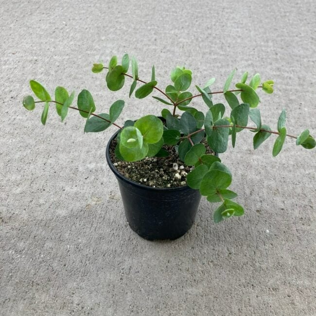 12 cây cảnh may mắn, chiêu tài, hút lộc, trồng trong nhà sẽ cải thiện vận may của bạn - Ảnh 12.