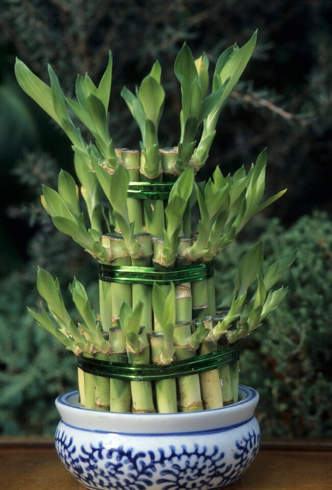 12 cây cảnh may mắn, chiêu tài, hút lộc, trồng trong nhà sẽ cải thiện vận may của bạn - Ảnh 8.