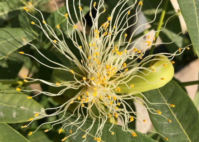 3 cây cảnh "nở hoa như ý", hoa nở báo điềm lành, may mắn đến cửa, tài lộc vào nhà - Ảnh 5.