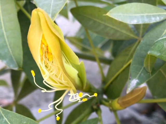 3 cây cảnh "nở hoa như ý", hoa nở báo điềm lành, may mắn đến cửa, tài lộc vào nhà - Ảnh 6.