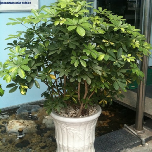 3 cây cảnh "nở hoa như ý", hoa nở báo điềm lành, may mắn đến cửa, tài lộc vào nhà - Ảnh 2.