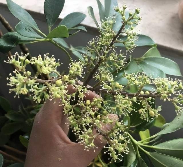 3 cây cảnh "nở hoa như ý", hoa nở báo điềm lành, may mắn đến cửa, tài lộc vào nhà - Ảnh 3.