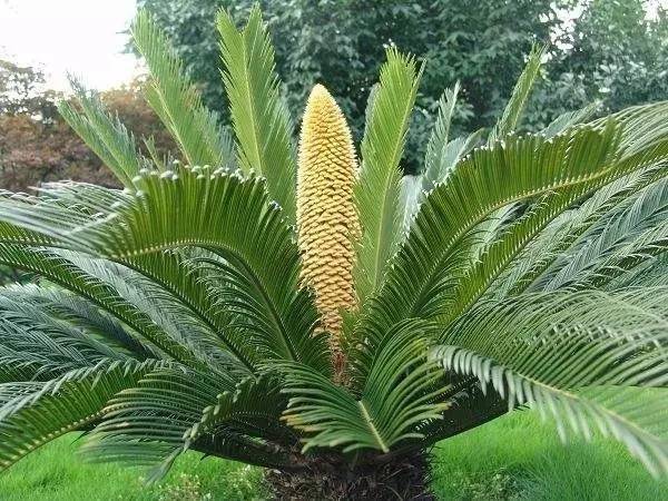 3 cây cảnh "nở hoa như ý", hoa nở báo điềm lành, may mắn đến cửa, tài lộc vào nhà - Ảnh 9.