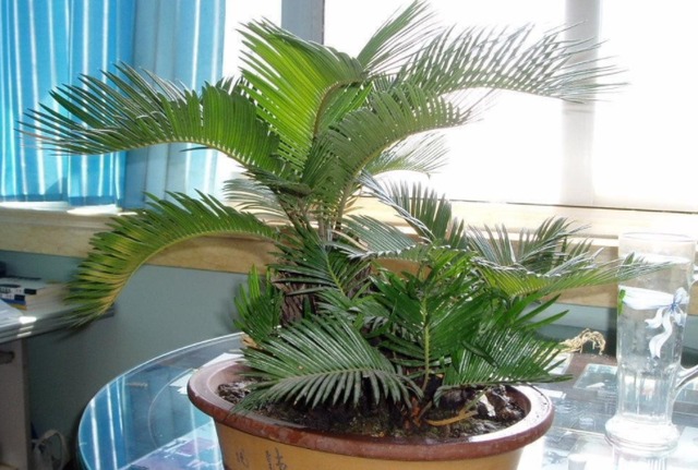 3 cây cảnh "nở hoa như ý", hoa nở báo điềm lành, may mắn đến cửa, tài lộc vào nhà - Ảnh 7.