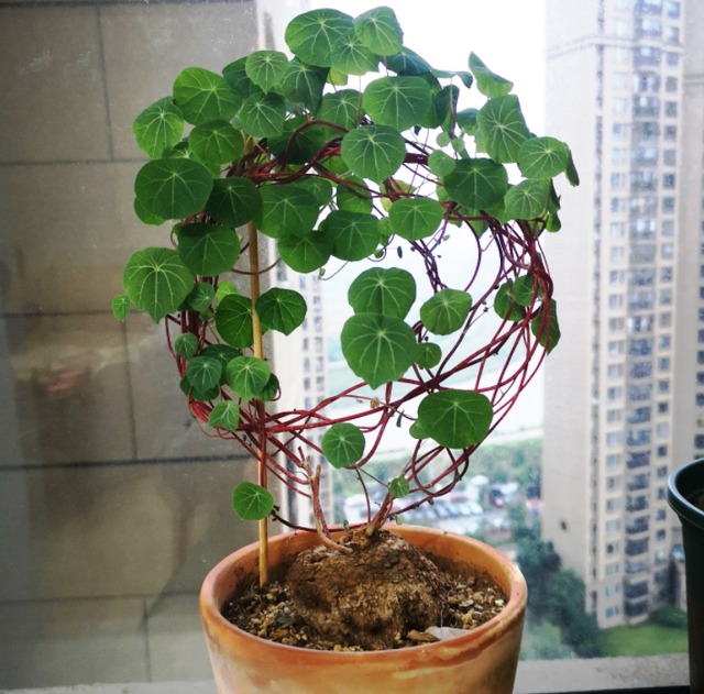 3 cây cảnh xấu lạ, dáng độc, trồng 2 chậu trấn trạch, giữ nhà, trăm năm vẫn tươi tốt - Ảnh 9.