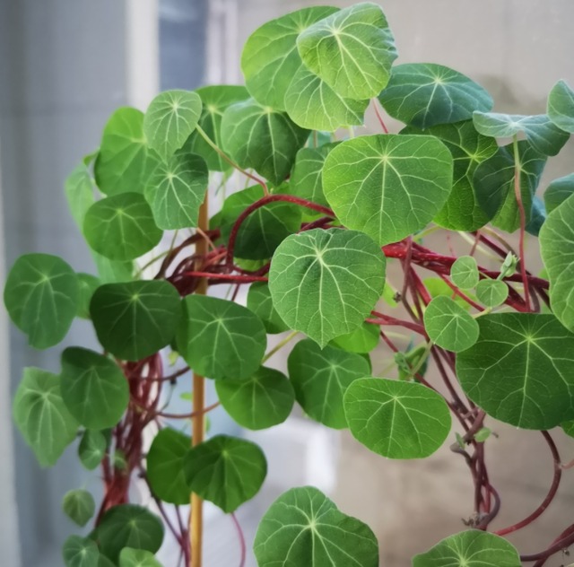 3 cây cảnh xấu lạ, dáng độc, trồng 2 chậu trấn trạch, giữ nhà, trăm năm vẫn tươi tốt - Ảnh 8.