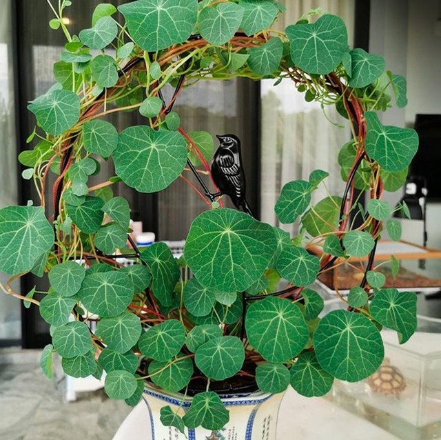 3 cây cảnh xấu lạ, dáng độc, trồng 2 chậu trấn trạch, giữ nhà, trăm năm vẫn tươi tốt - Ảnh 10.