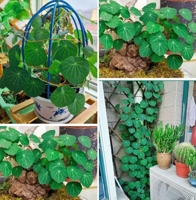 3 cây cảnh xấu lạ, dáng độc, trồng 2 chậu trấn trạch, giữ nhà, trăm năm vẫn tươi tốt - Ảnh 11.