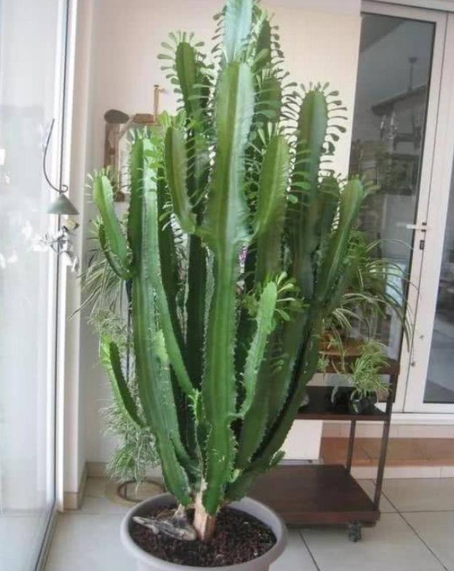 3 cây cảnh xấu lạ, dáng độc, trồng 2 chậu trấn trạch, giữ nhà, trăm năm vẫn tươi tốt - Ảnh 5.