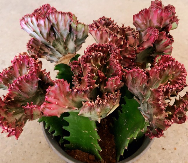 3 cây cảnh xấu lạ, dáng độc, trồng 2 chậu trấn trạch, giữ nhà, trăm năm vẫn tươi tốt - Ảnh 4.