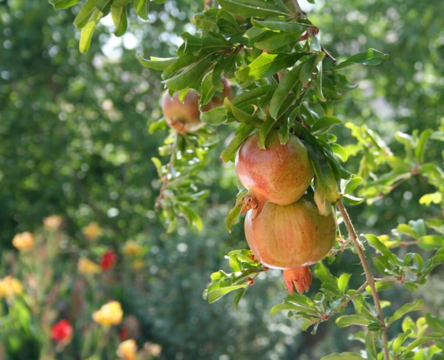 Nhà giàu thích trồng 3 cây cảnh này ở sân nhà, thịnh vượng, may mắn, tài lộc kéo dài trăm năm  - Ảnh 8.