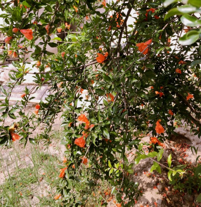 Nhà giàu thích trồng 3 cây cảnh này ở sân nhà, thịnh vượng, may mắn, tài lộc kéo dài trăm năm  - Ảnh 9.