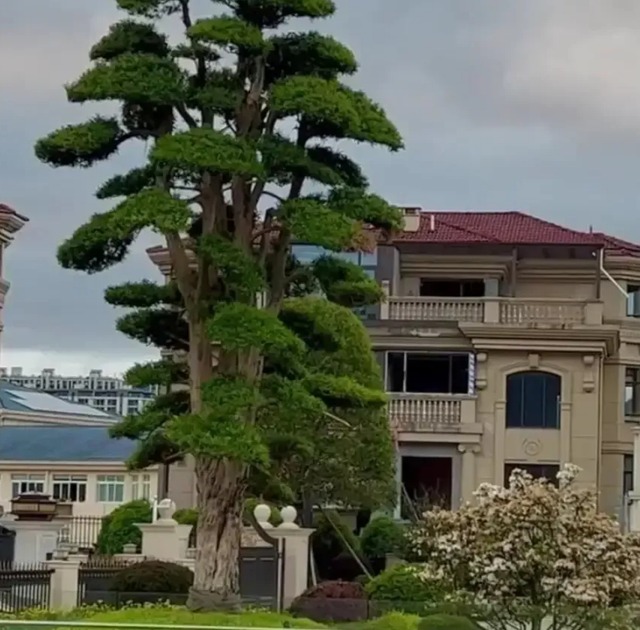 Nhà giàu thích trồng 3 cây cảnh này ở sân nhà, thịnh vượng, may mắn, tài lộc kéo dài trăm năm  - Ảnh 3.