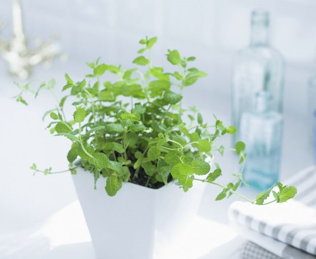 Phòng tắm ẩm mốc, có mùi, trồng ngay 5 loại cây để khử mùi, thanh lọc không khí - Ảnh 1.