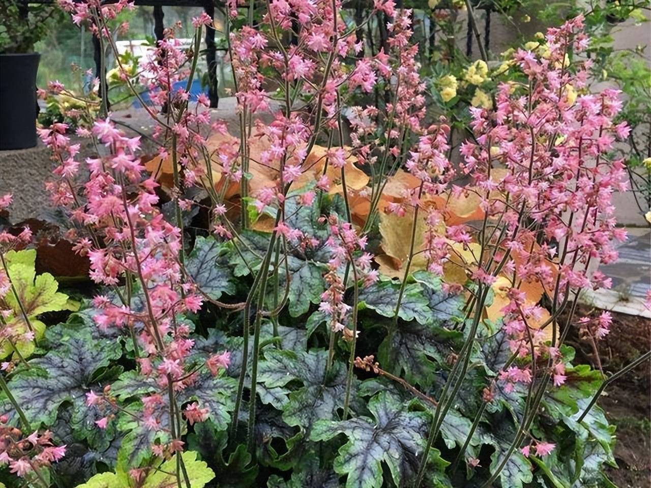 5 cây cảnh hiếm khi nở hoa, nhưng có hoa là nên cắt bỏ vì lý do này - Ảnh 10.