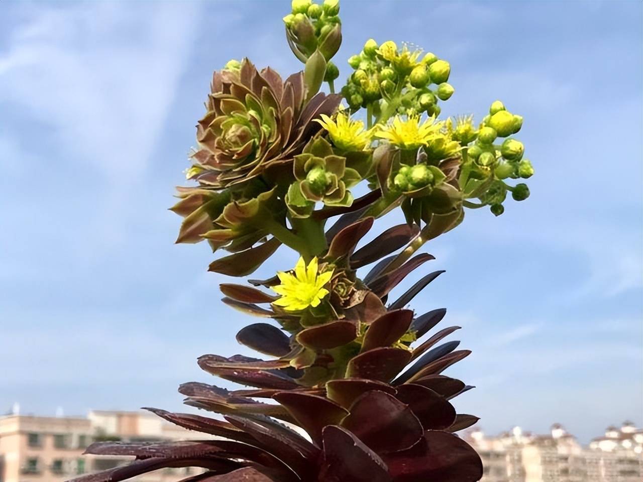 5 cây cảnh hiếm khi nở hoa, nhưng có hoa là nên cắt bỏ vì lý do này - Ảnh 1.