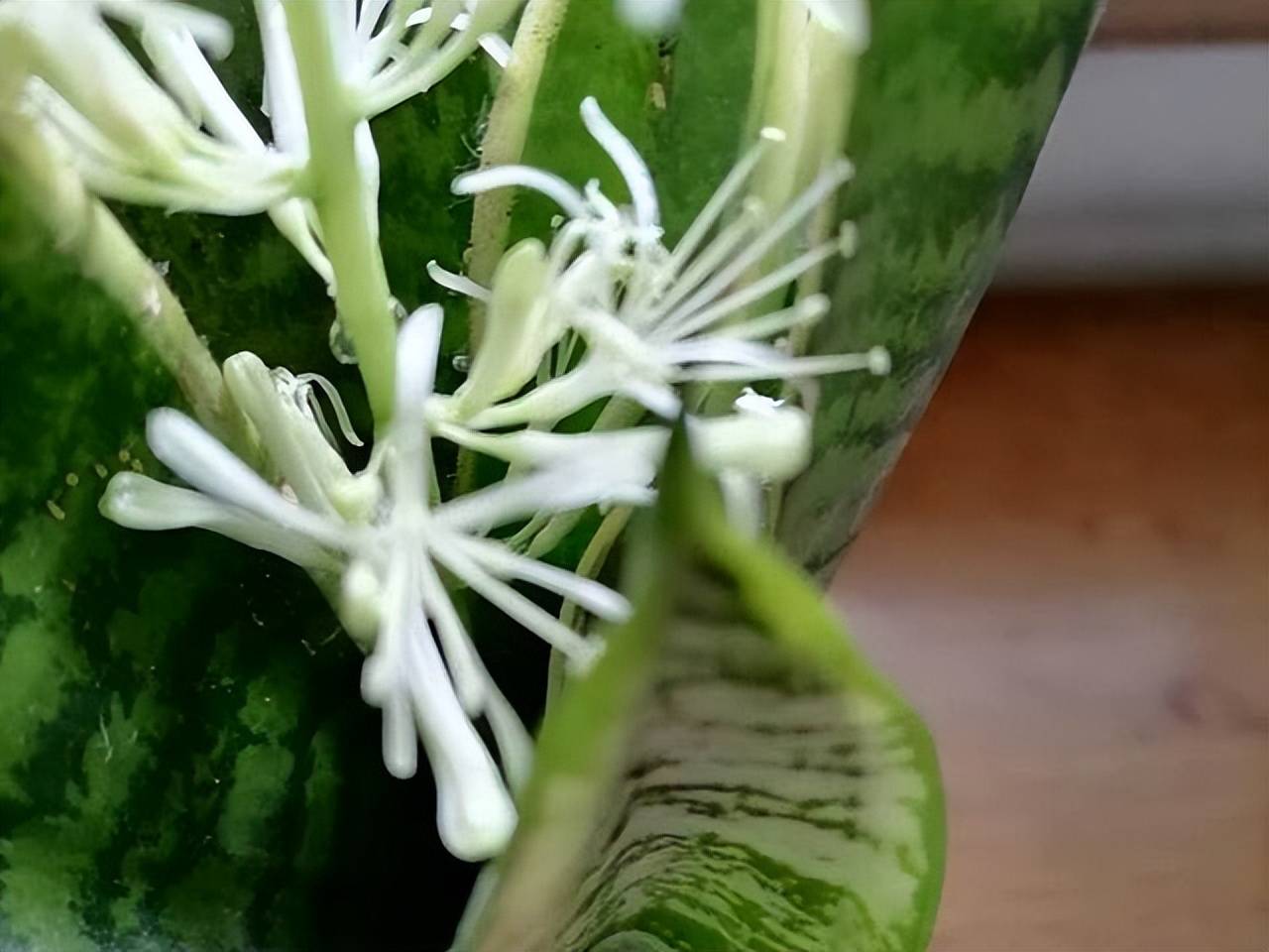 5 cây cảnh hiếm khi nở hoa, nhưng có hoa là nên cắt bỏ vì lý do này - Ảnh 6.