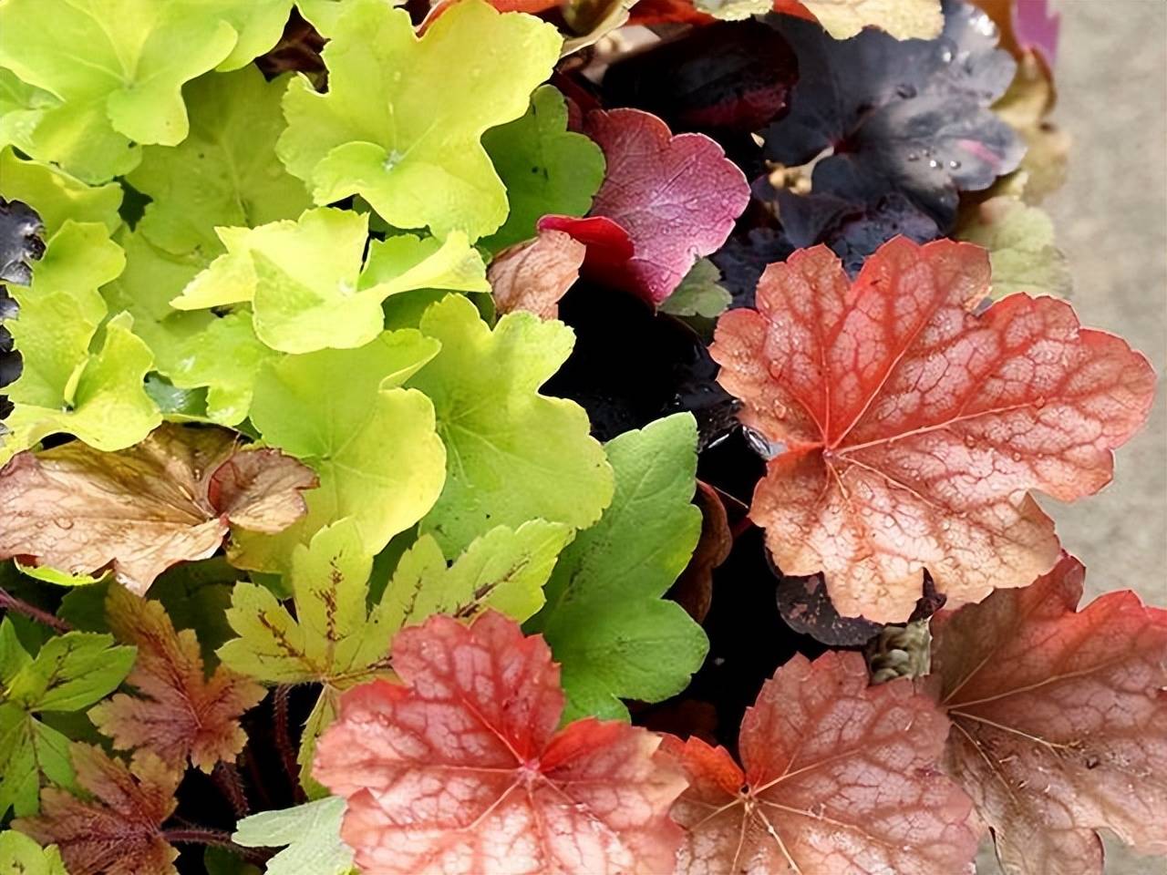 5 cây cảnh hiếm khi nở hoa, nhưng có hoa là nên cắt bỏ vì lý do này - Ảnh 9.