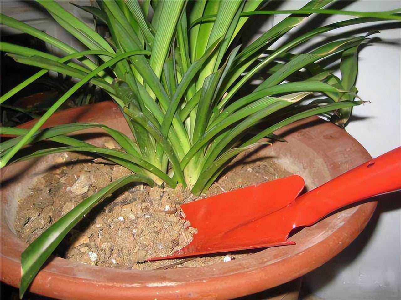 Chậu cây cảnh có những thứ "kinh dị" này, đừng đoán già, đoán non, "lật chậu, thay đất" ngay - Ảnh 2.