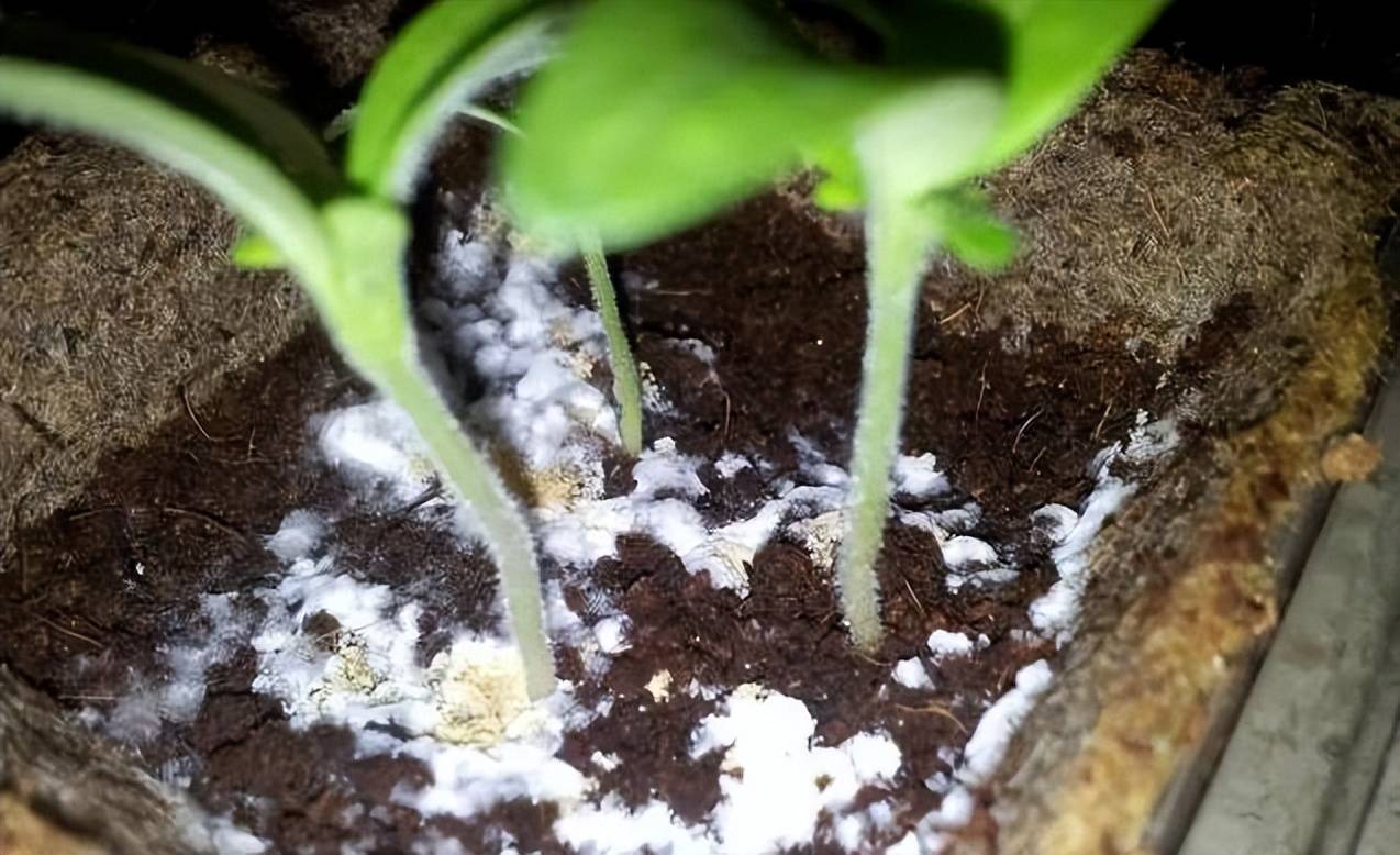 Chậu cây cảnh có những thứ "kinh dị" này, đừng đoán già, đoán non, "lật chậu, thay đất" ngay - Ảnh 4.