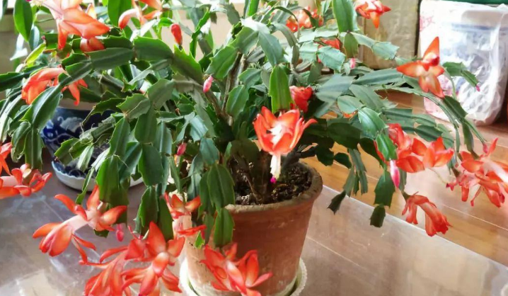 3 loại cây rất thích uống “sữa đậu nành”, cứ 10 ngày tưới 1 lần lá sẽ xanh ngắt - Ảnh 3. 3 loại cây rất thích uống “sữa đậu nành”, cứ 10 ngày tưới 1 lần lá sẽ xanh ngắt - Ảnh 3.