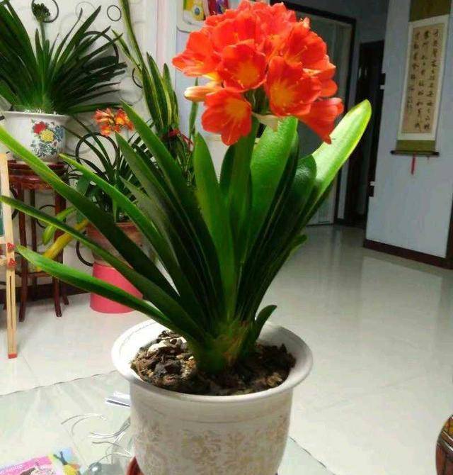 3 loại cây rất thích uống “sữa đậu nành”, cứ 10 ngày tưới 1 lần lá sẽ xanh ngắt - Ảnh 4. 3 loại cây rất thích uống “sữa đậu nành”, cứ 10 ngày tưới 1 lần lá sẽ xanh ngắt - Ảnh 4.
