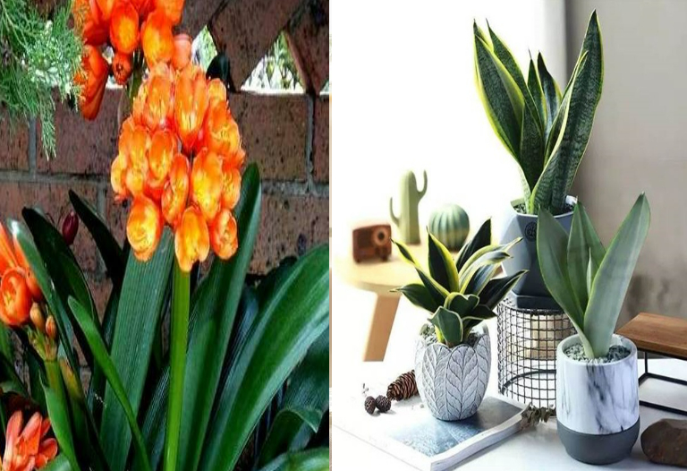 3 loại cây rất thích uống “sữa đậu nành”, cứ 10 ngày tưới 1 lần lá sẽ xanh ngắt - Ảnh 6. 3 loại cây rất thích uống “sữa đậu nành”, cứ 10 ngày tưới 1 lần lá sẽ xanh ngắt - Ảnh 6.