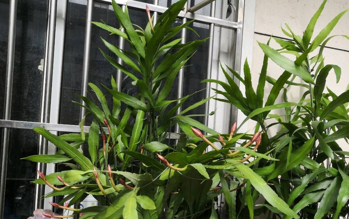 Cây cảnh "mới nổi", dễ chăm sóc, siêng nở hoa, mùi thơm ngát, là mỹ nhân dưới trăng lộng lẫy - Ảnh 2.