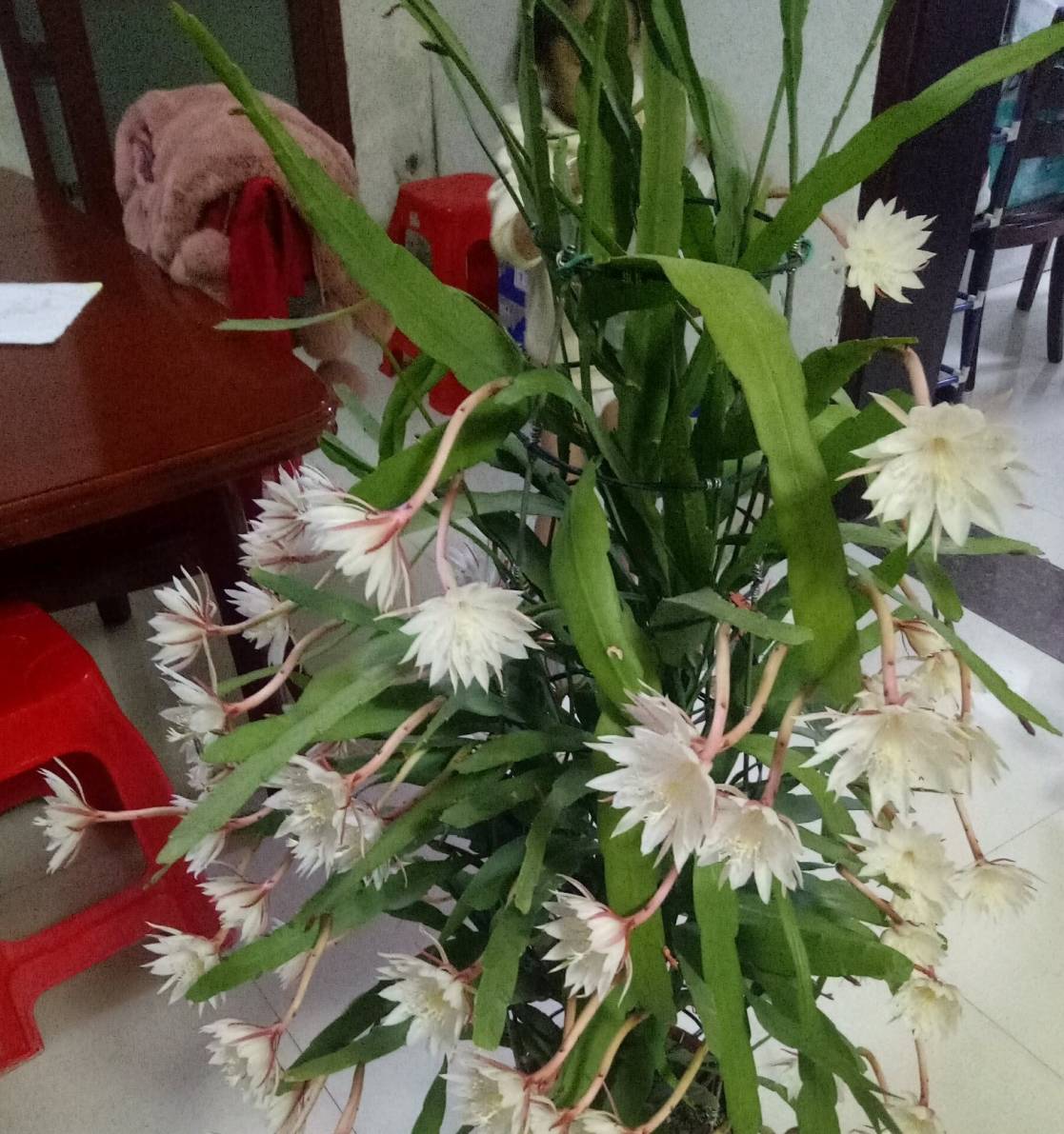 Cây cảnh "mới nổi", dễ chăm sóc, siêng nở hoa, mùi thơm ngát, là mỹ nhân dưới trăng lộng lẫy - Ảnh 5.