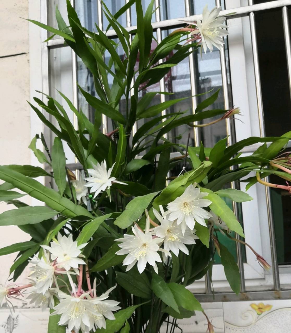 Cây cảnh "mới nổi", dễ chăm sóc, siêng nở hoa, mùi thơm ngát, là mỹ nhân dưới trăng lộng lẫy - Ảnh 3.